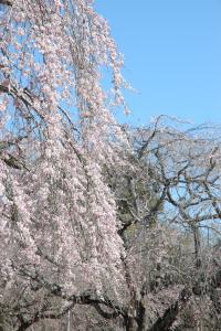 しだれ桜