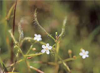 成東・東金食虫植物群落