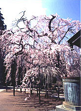 長光寺のしだれ桜