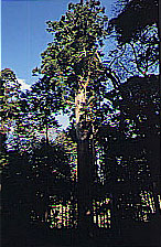 賀茂神社の大杉