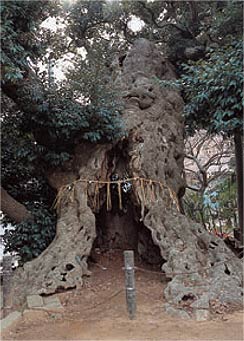 駒形神社の椎の木