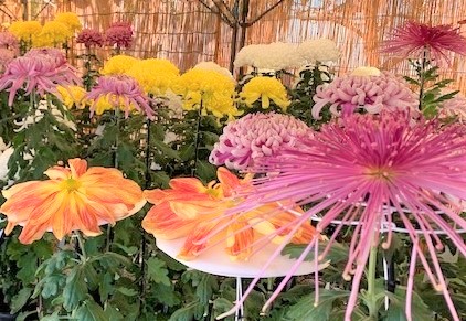 菊花展