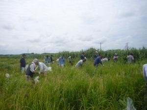 食虫植物群落保護管理事業〔セイタカアワダチソウ除草作業〕