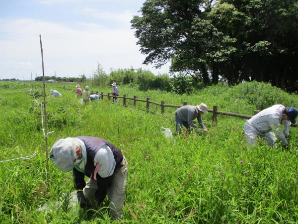 セイタカアワダチソウ体験ボランティアの様子（R06）