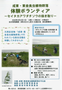 体験ボランティア　セイタカアワダチソウ
